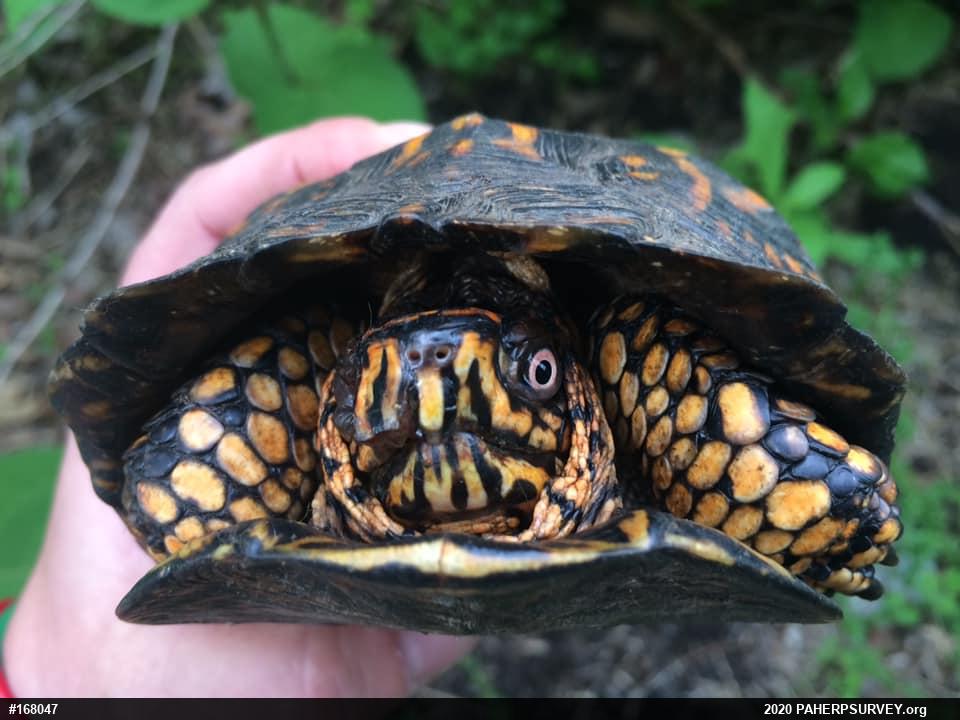 Eastern Box Turtle