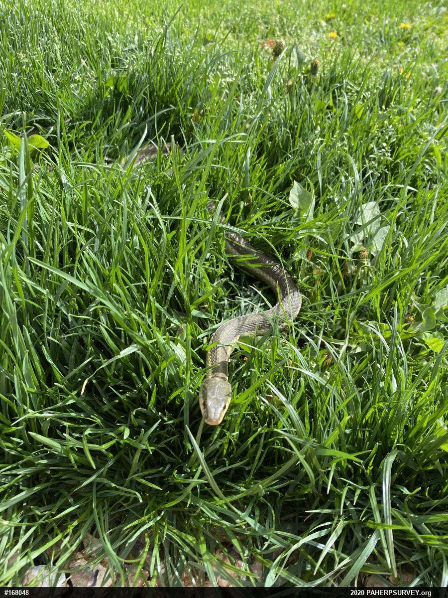 Eastern Gartersnake