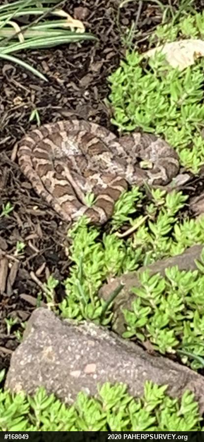 Eastern Milksnake
