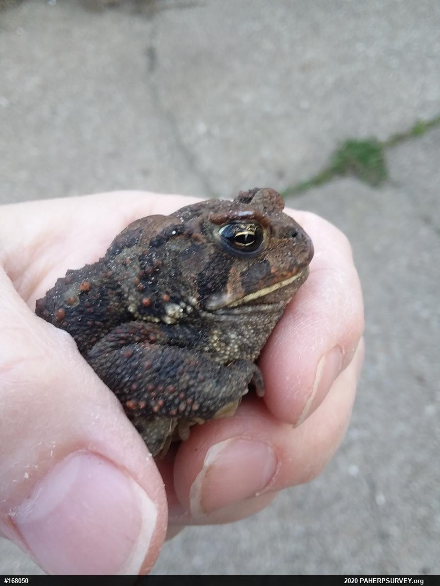 Eastern American Toad