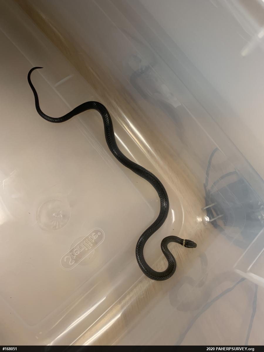 Northern Ring-necked Snake
