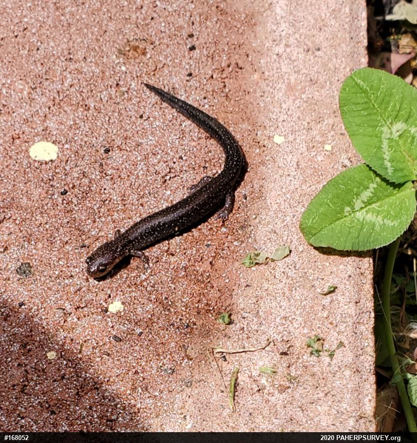 Eastern Red-backed  Salamander