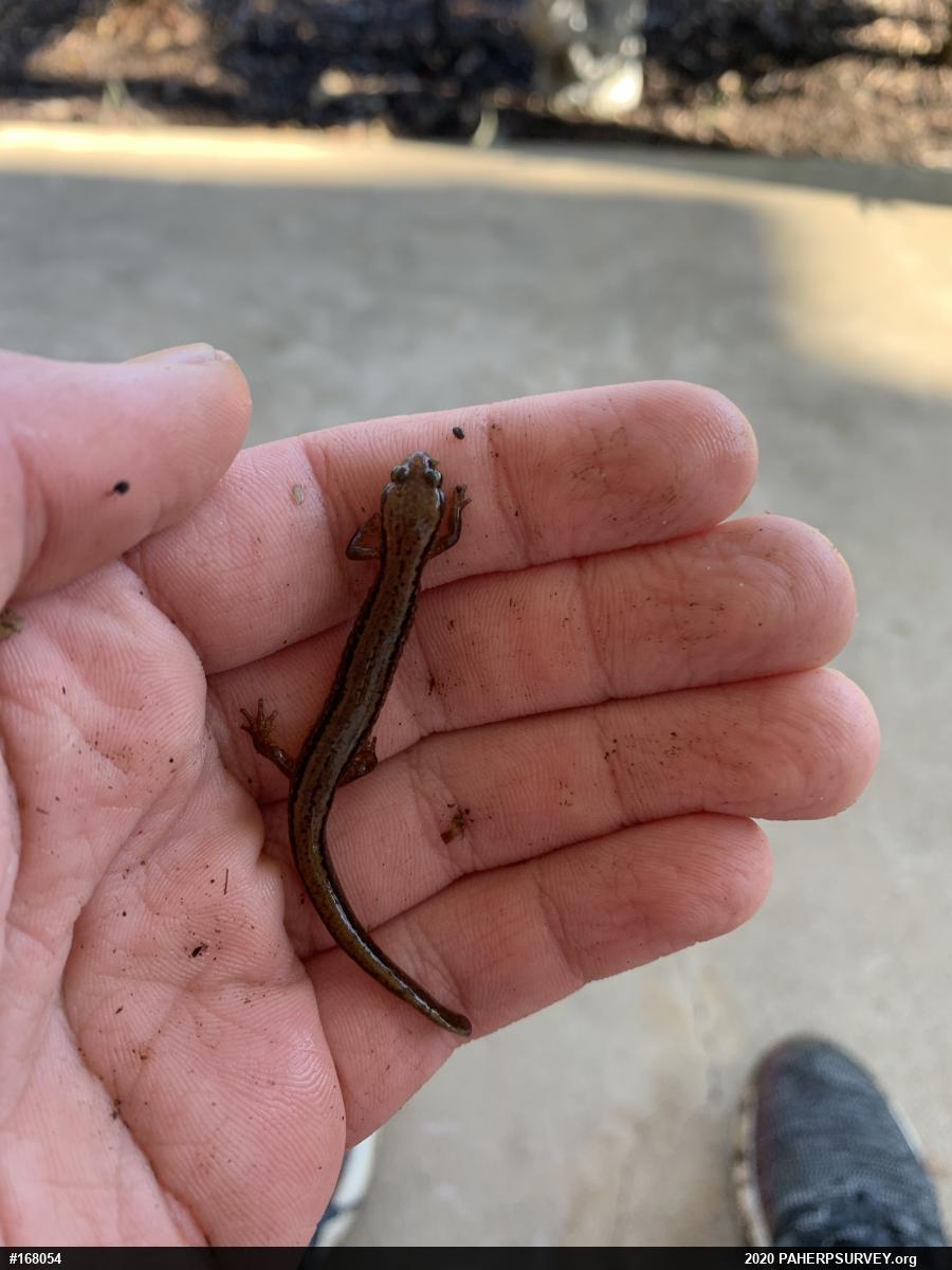 Northern Two-lined Salamander