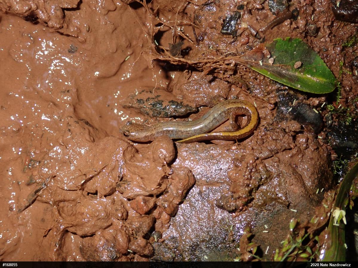 Northern Two-lined Salamander