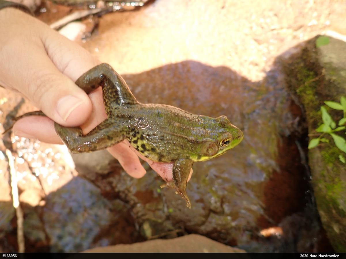 Green Frog