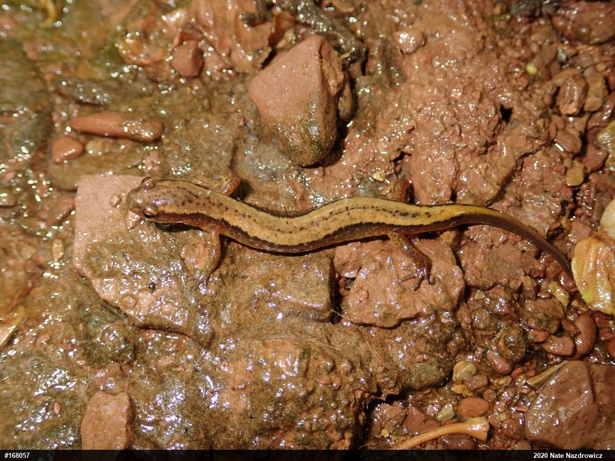 Northern Two-lined Salamander