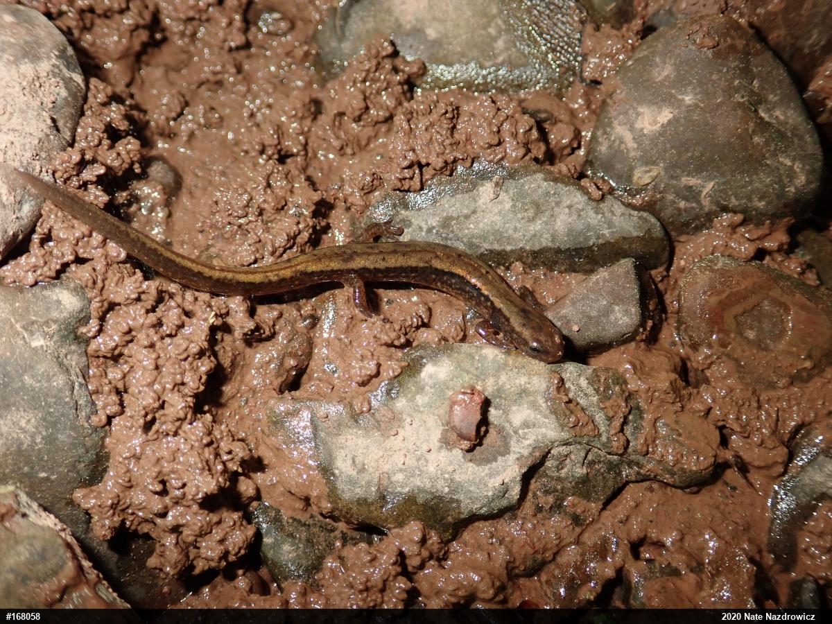 Northern Two-lined Salamander