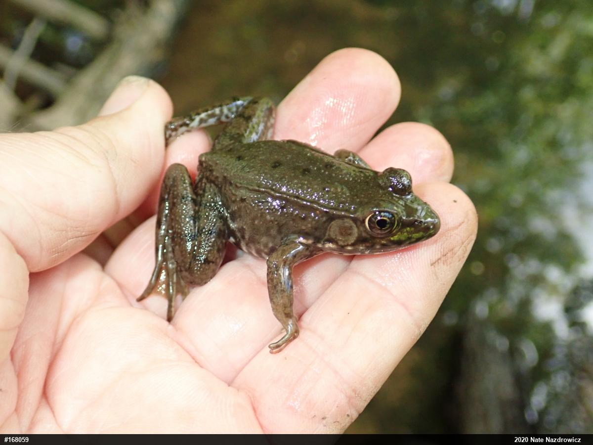 Green Frog