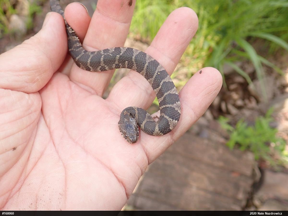 Northern Watersnake