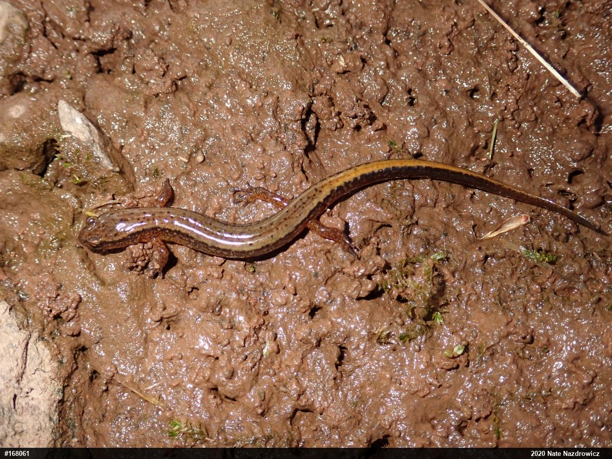 Northern Two-lined Salamander
