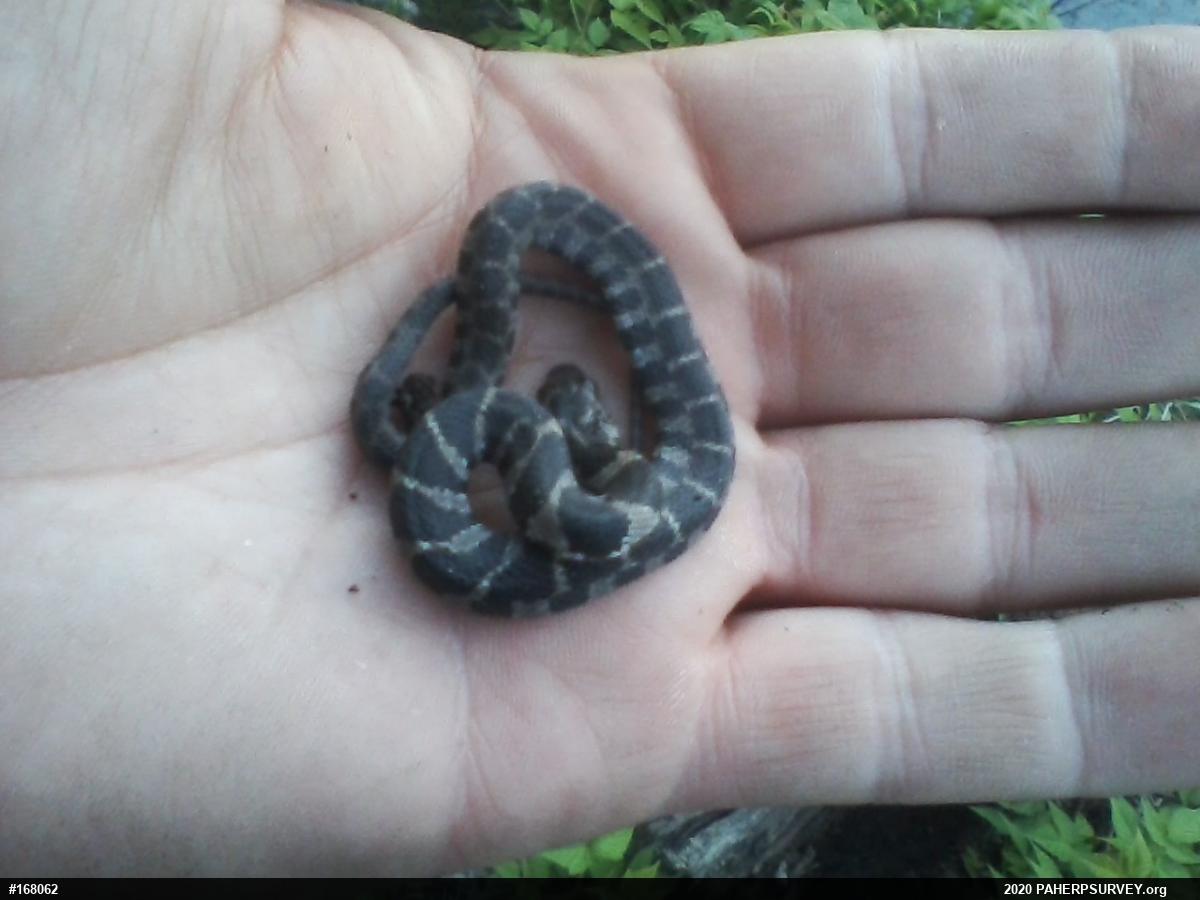 Northern Watersnake