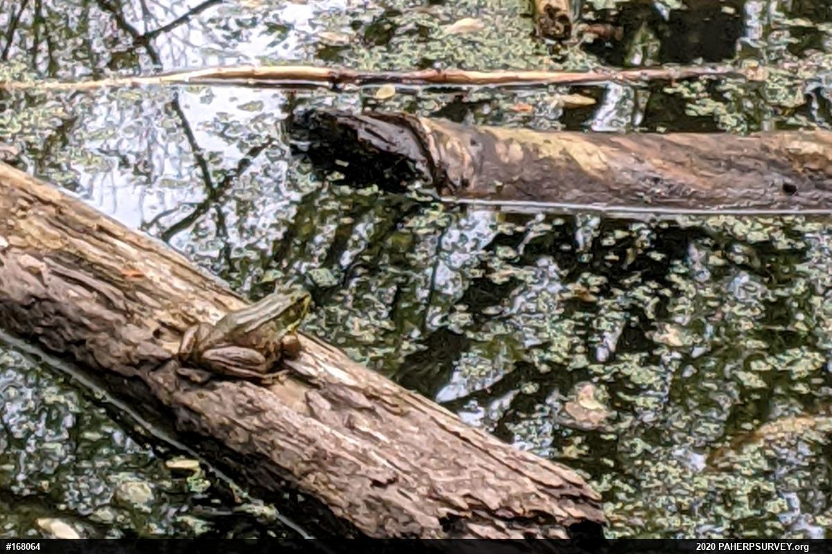 Green Frog