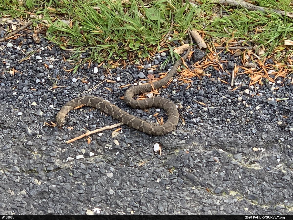 Northern Watersnake