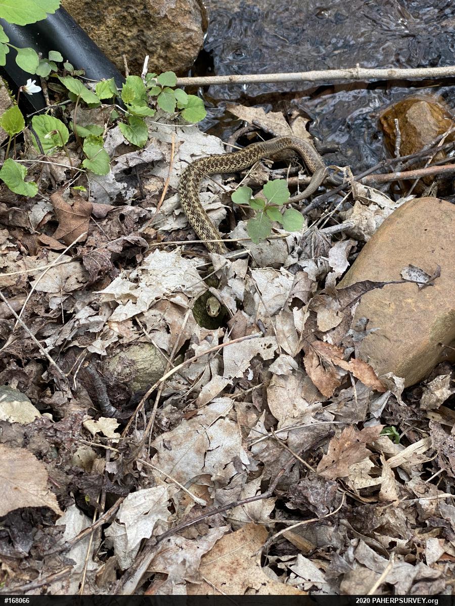 Eastern Gartersnake