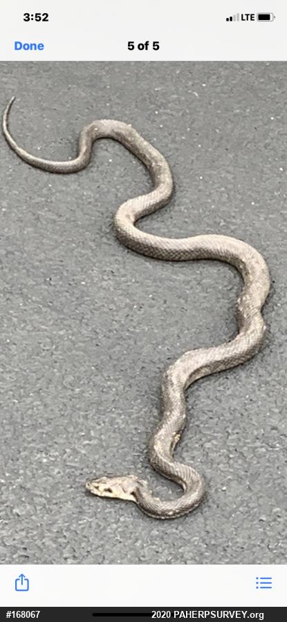 Eastern Ratsnake