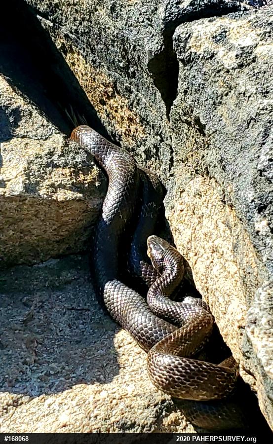 Eastern Ratsnake