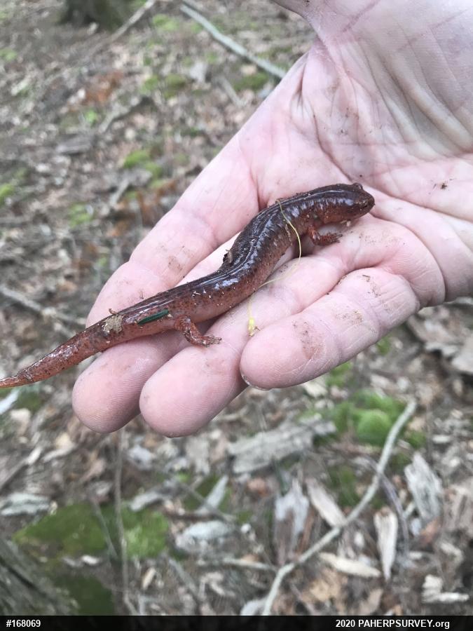 Northern Red Salamander