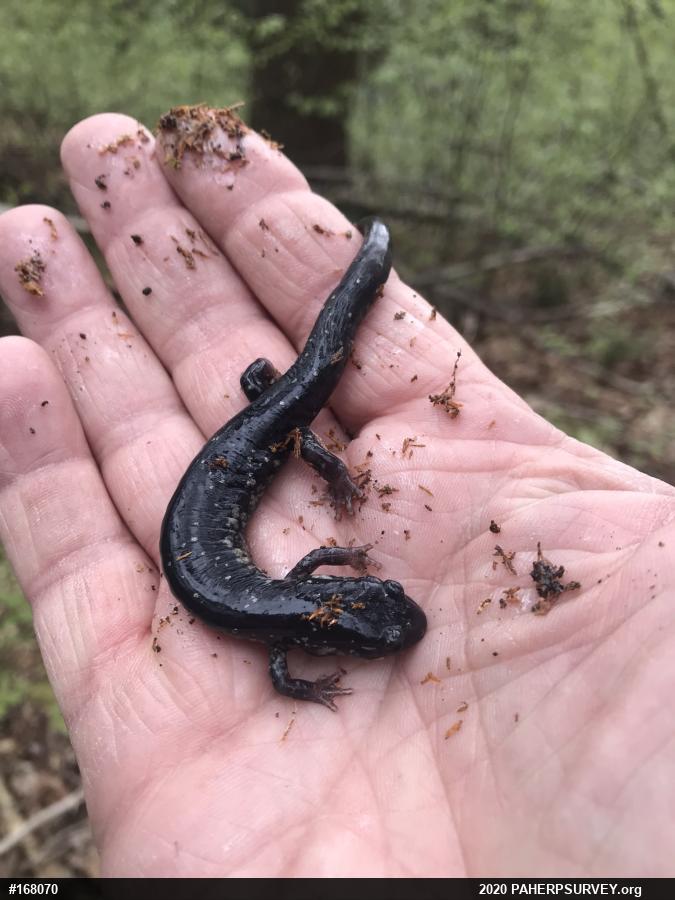 Northern Slimy Salamander