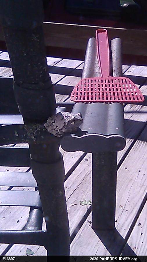 Unknown Gray Treefrog