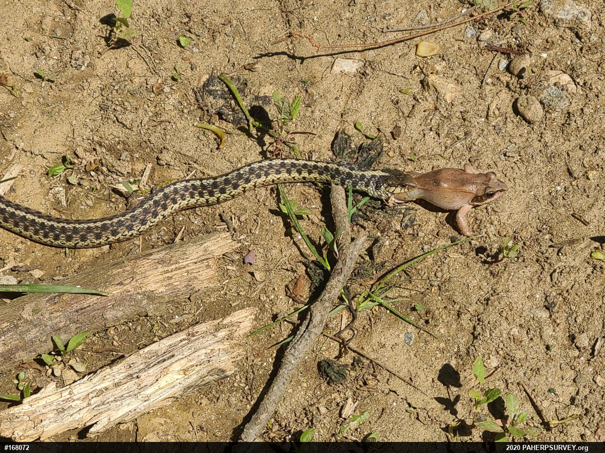 Eastern Gartersnake