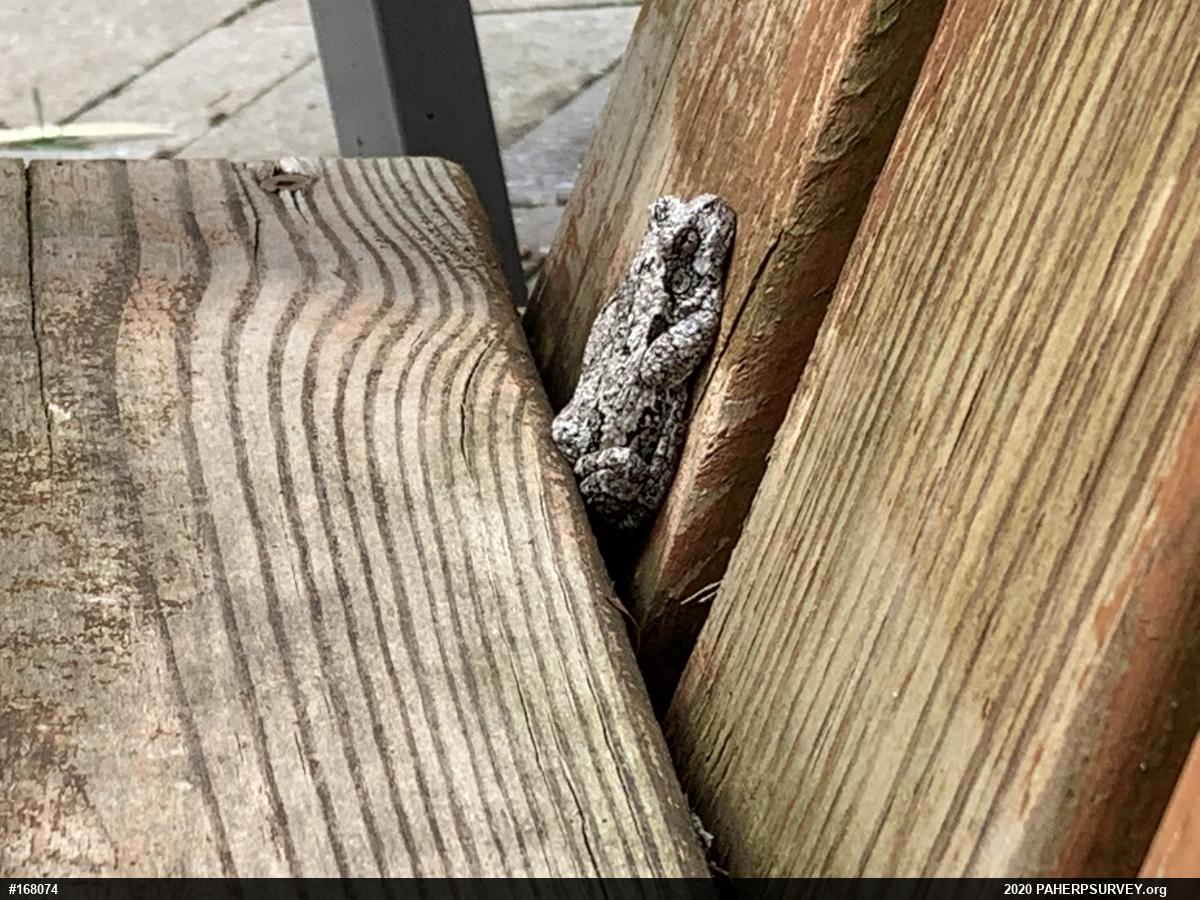 Unknown Gray Treefrog