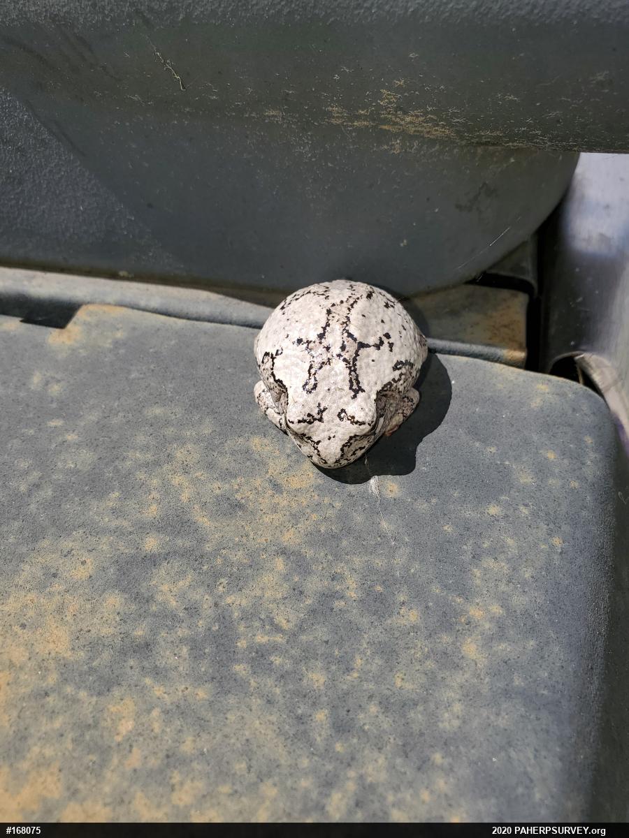 Unknown Gray Treefrog