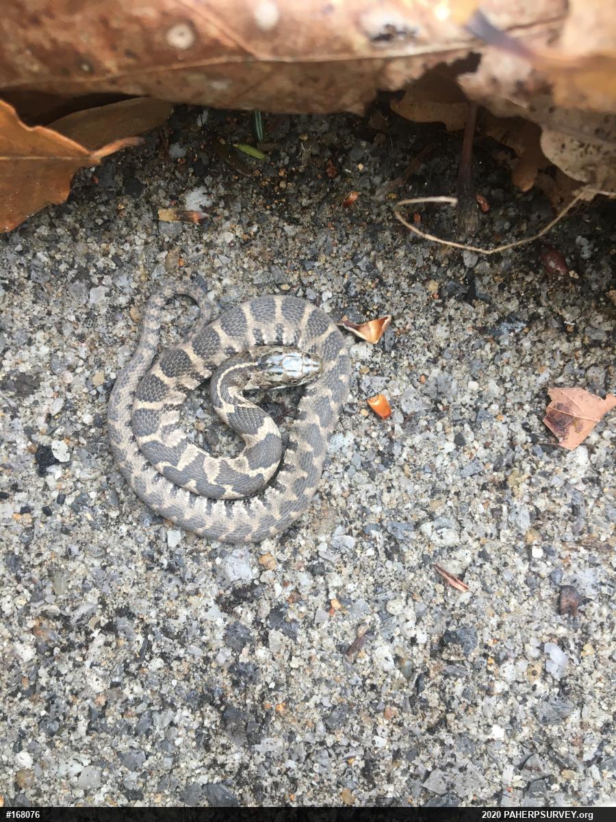Northern Watersnake