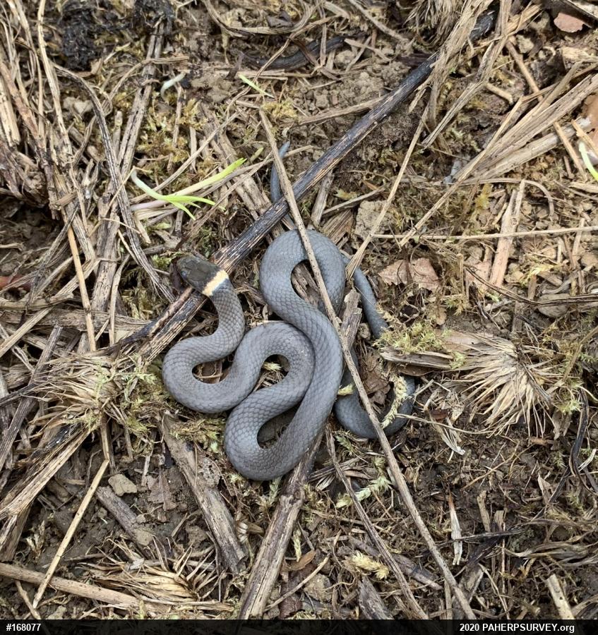 Northern Ring-necked Snake