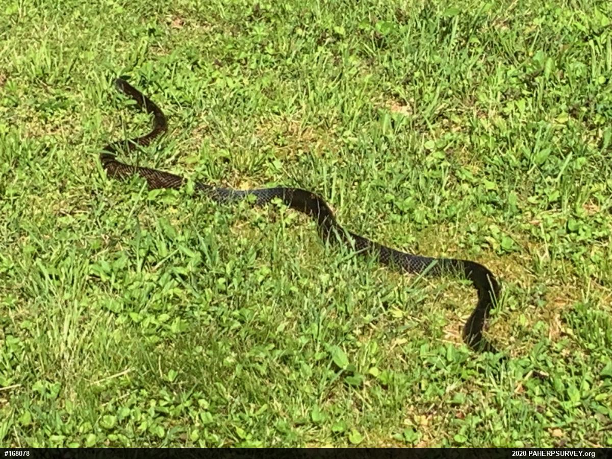 Eastern Ratsnake