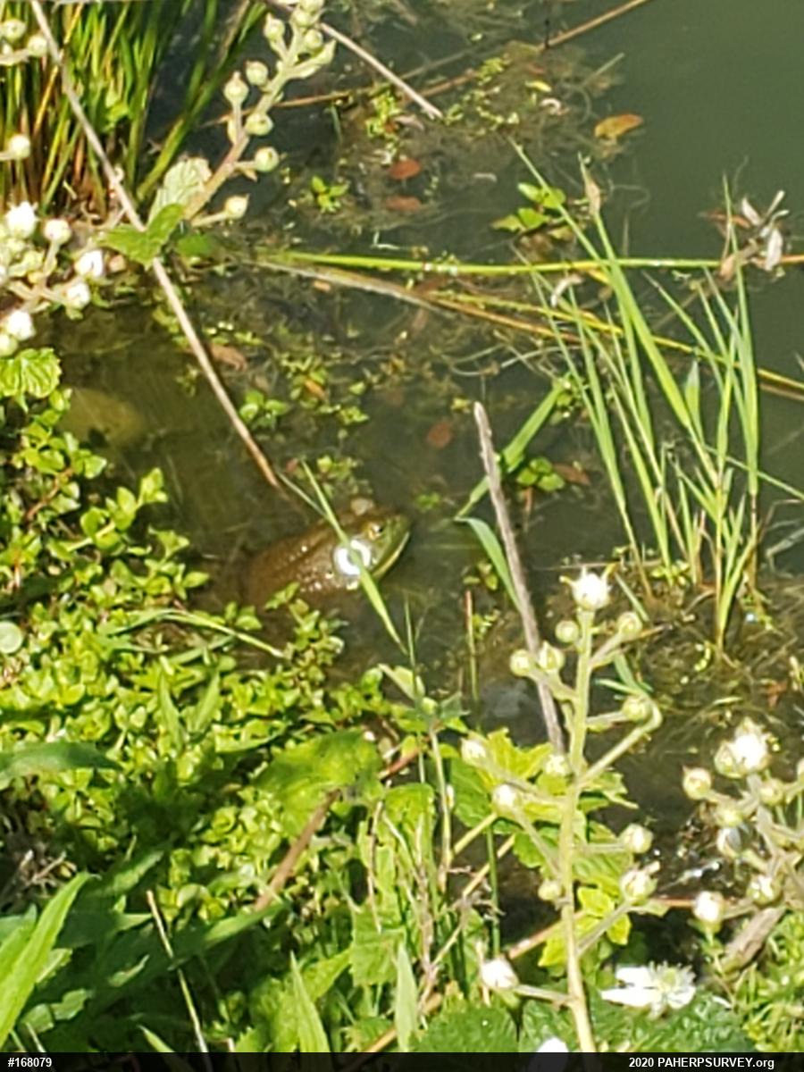 American Bullfrog