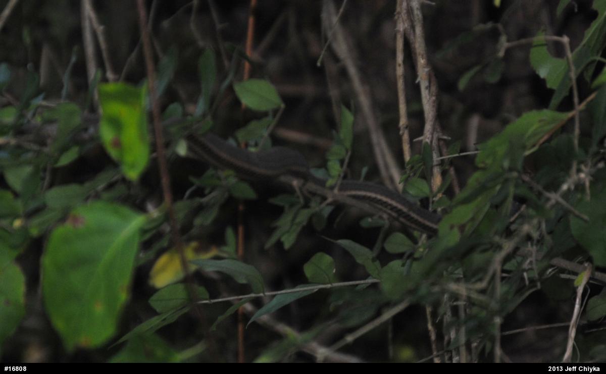 Queensnake