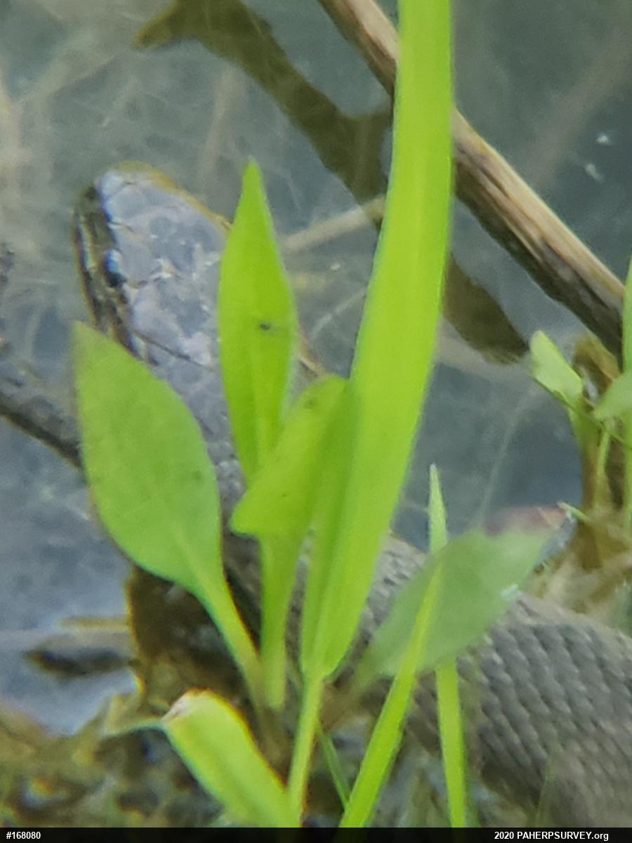 Northern Watersnake