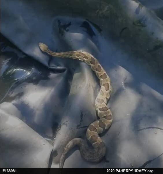 Timber Rattlesnake