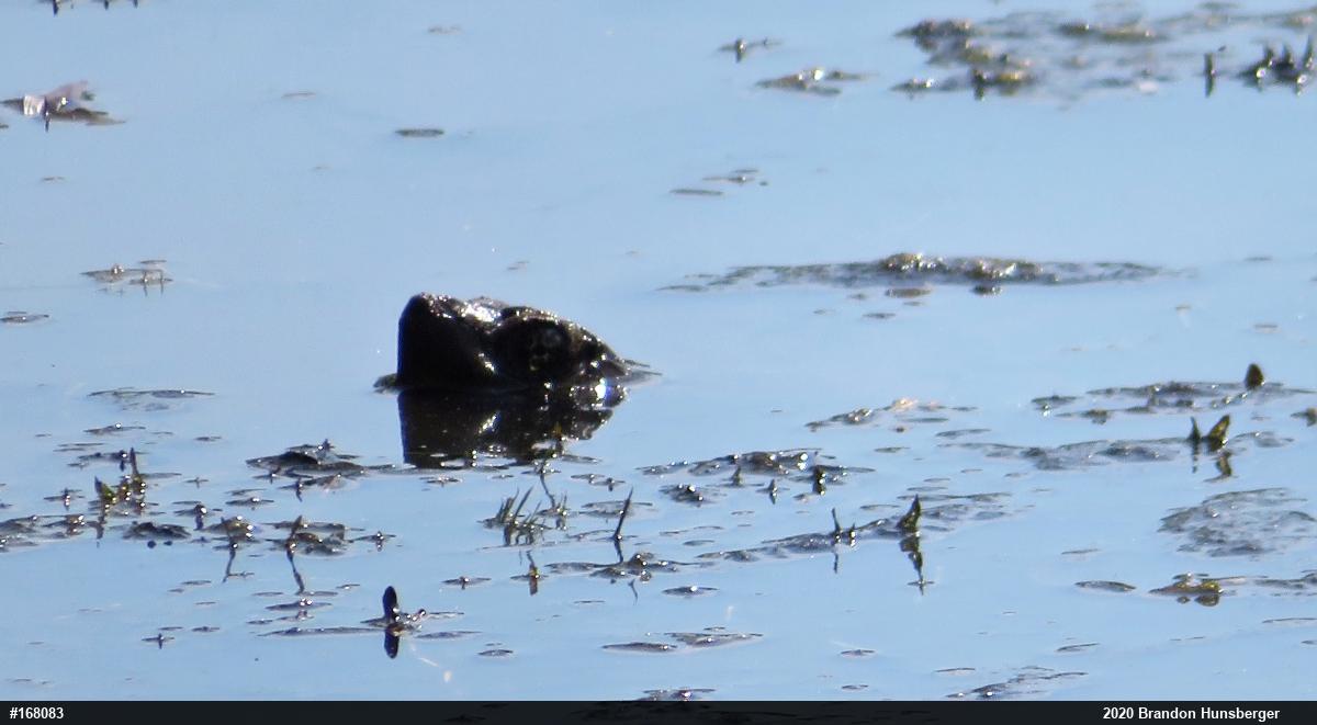 Snapping Turtle