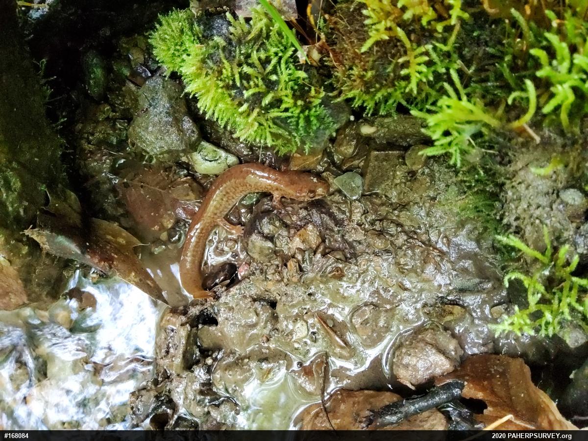 Northern Spring Salamander