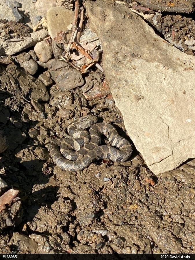 Northern Watersnake
