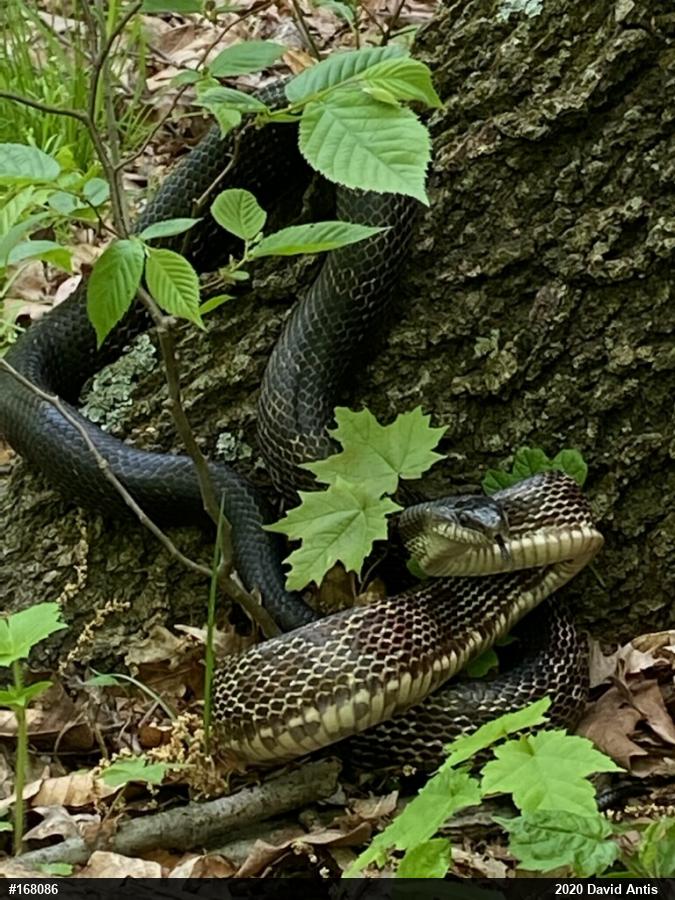 Eastern Ratsnake