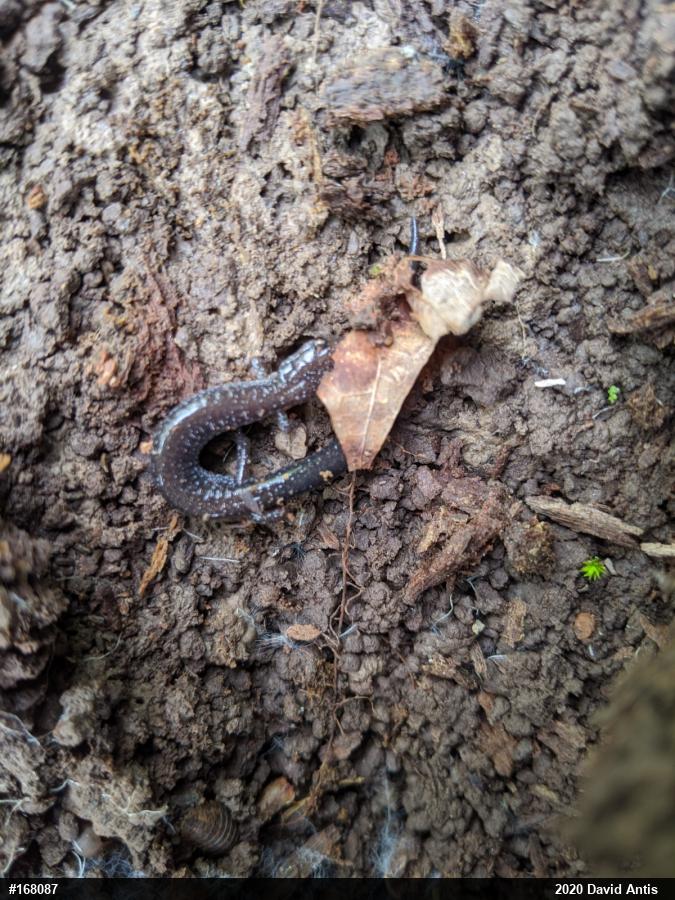 Eastern Red-backed  Salamander