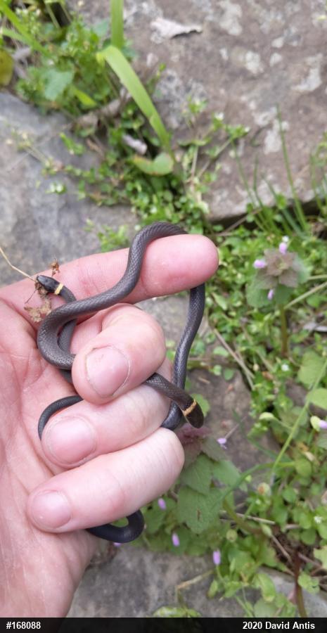 Northern Ring-necked Snake