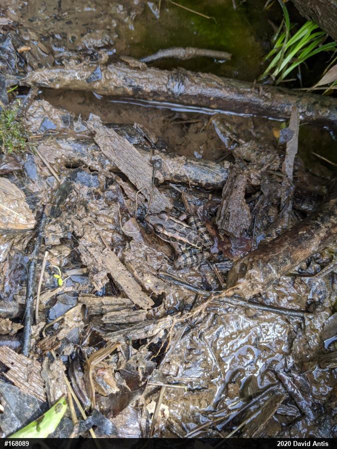 Pickerel Frog