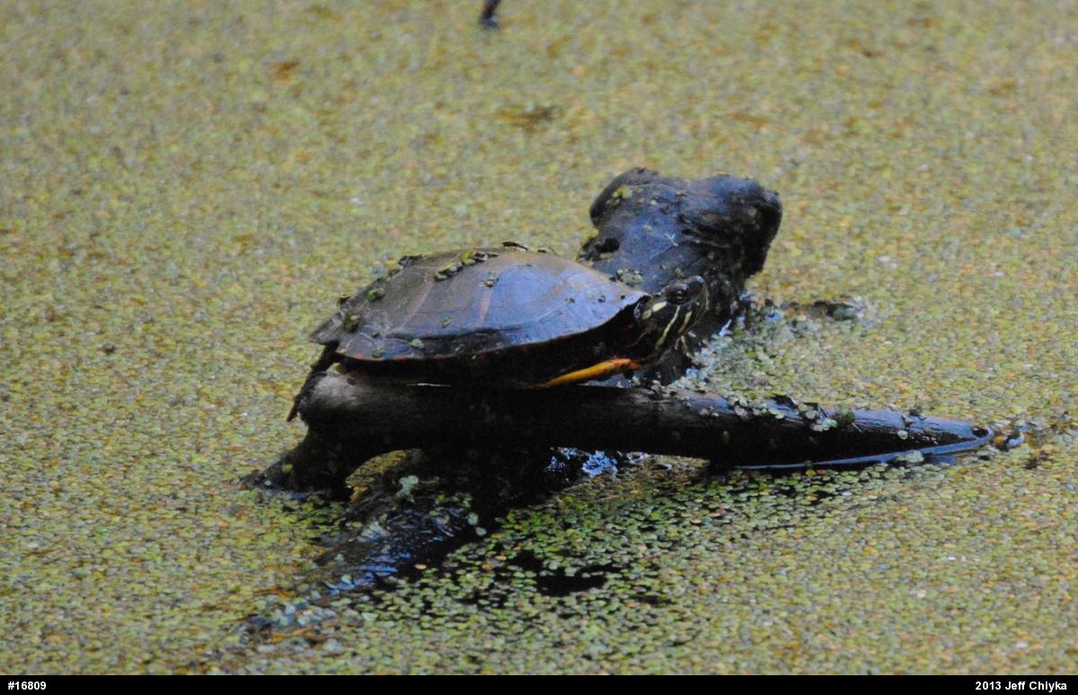 Eastern Painted Turtle