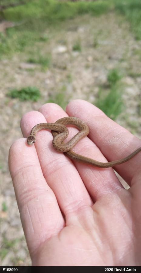Dekay's Brownsnake