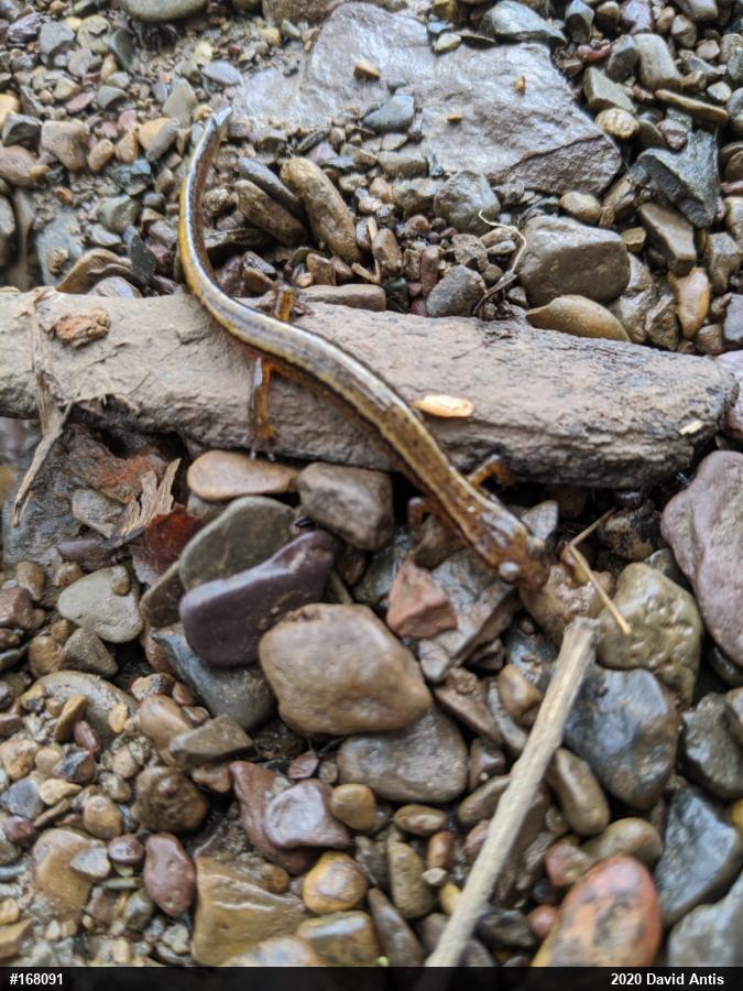 Northern Two-lined Salamander