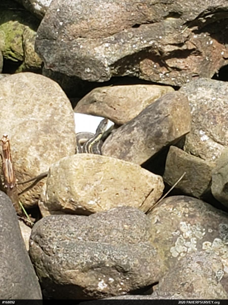 Eastern Gartersnake