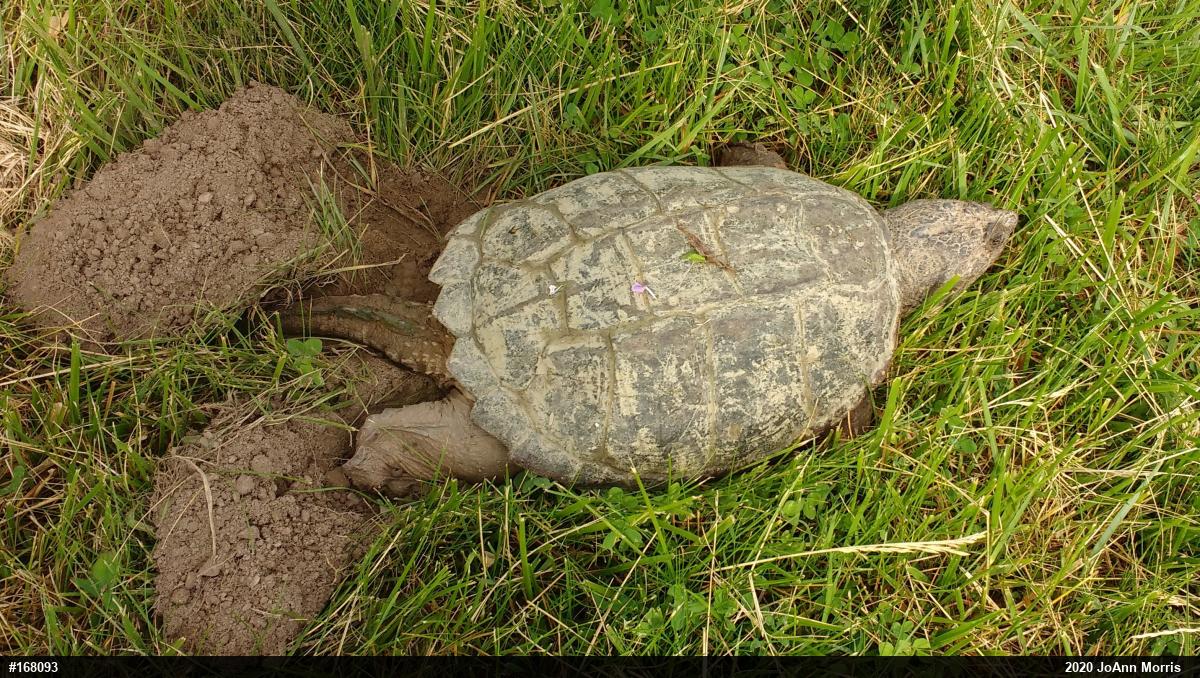 Snapping Turtle