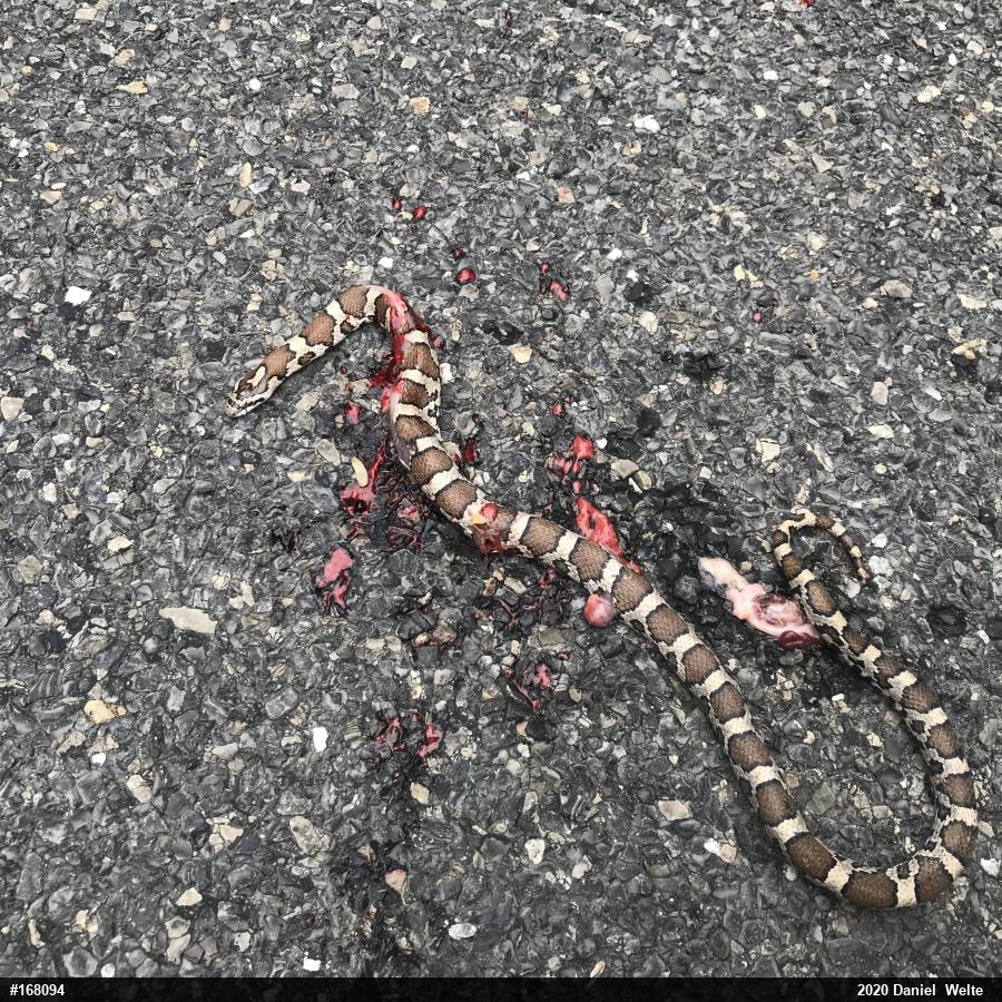 Eastern Milksnake