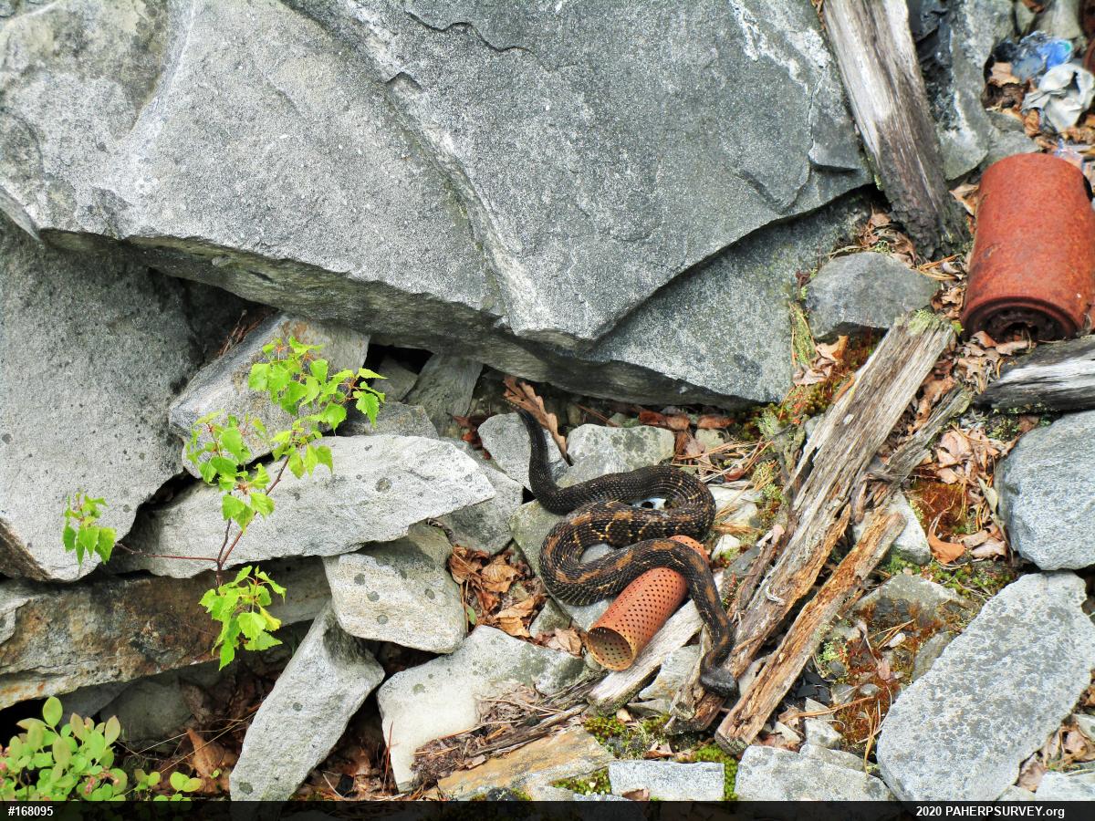 Timber Rattlesnake