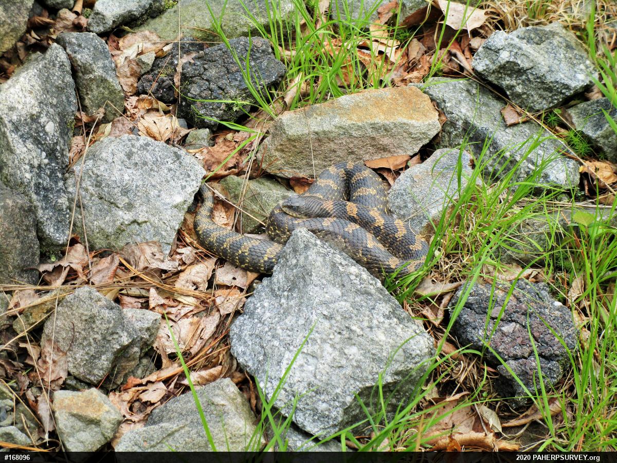 Eastern Hog-nosed Snake
