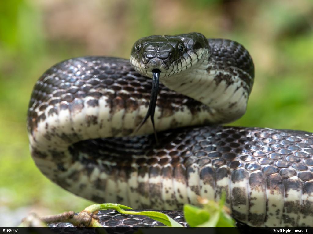 Eastern Ratsnake