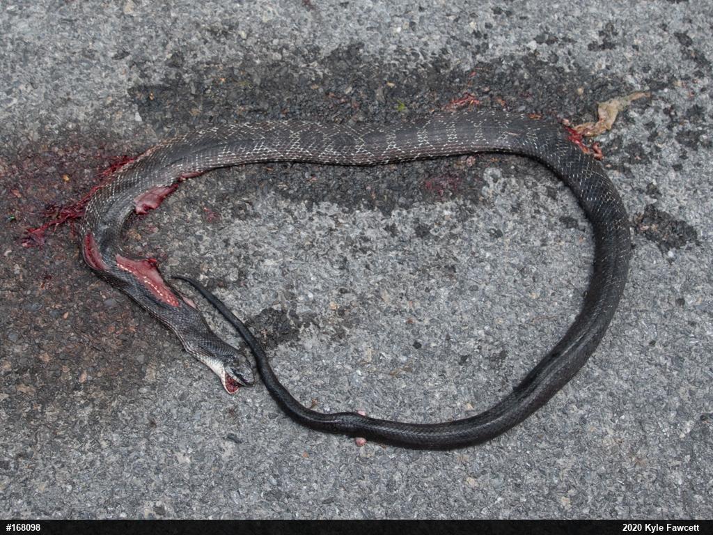 Eastern Ratsnake